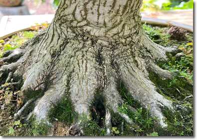 Maple Bonsai Roots