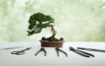 What Bonsai Tools to Use?