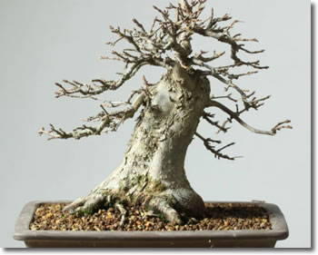 Bonsai Branches and Trunks