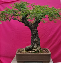 45 yr old monkey thorn bonsai
